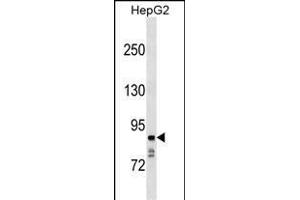 NLADL1 Antibody (C-term) (ABIN1537424 and ABIN2849690) western blot analysis in HepG2 cell line lysates (35 μg/lane).
