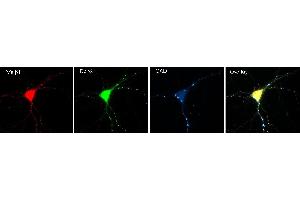 Immunofluorescence of cultured hippocampal neurons with N96/55 (red), GABA- A-R-Gamma2 rabbit polyclonal (green) and GAD (blue).