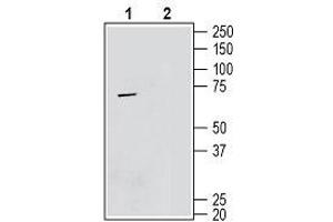 Western blot analysis mouse BV-2 microglia cell lysate: - 1. (TMEM119 Antikörper  (Extracellular, N-Term))