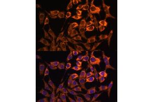 Immunofluorescence analysis of L929 cells using MT-ND3 antibody (ABIN7268601) at dilution of 1:100. (MT-ND3 Antikörper)