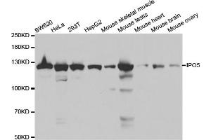 Western blot analysis of extracts of various cell lines, using IPO5 antibody (ABIN5971032) at 1/1000 dilution. (Importin 5 Antikörper)