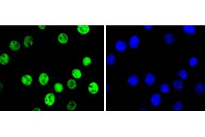 NIH/3T3 cells were fixed in paraformaldehyde, permeabilized with 0. (C-JUN Antikörper)