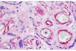 Human Placenta, Endothelium: Formalin-Fixed, Paraffin-Embedded (FFPE) (Nidogen 1 Antikörper  (AA 219-268))