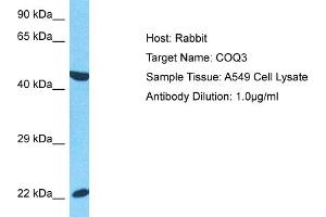 Host:  Rabbit  Target Name:  COQ3  Sample Type:  A549 Whole Cell lysates  Antibody Dilution:  1. (COQ3 Antikörper  (N-Term))