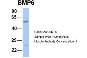 Host: Rabbit  Target Name: BMP6  Sample Tissue: Human Fetal Muscle  Antibody Dilution: 1. (BMP6 Antikörper  (N-Term))