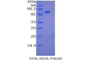 SDS-PAGE analysis of Rat KIF5A Protein. (KIF5A Protein)