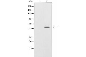 Neuregulin 1 Antikörper  (N-Term)