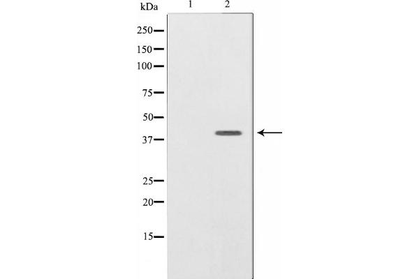 Neuregulin 1 Antikörper  (N-Term)