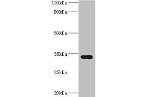 Western blot All lanes: HYLS1 antibody at 8 μg/mL + Hela whole cell lysate Secondary Goat polyclonal to rabbit IgG at 1/10000 dilution Predicted band size: 34 kDa Observed band size: 34 kDa (HYLS1 Antikörper  (AA 70-299))