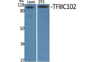 Western Blot (WB) analysis of specific cells using TFIIIC102 Polyclonal Antibody. (GTF3C3 Antikörper  (N-Term))