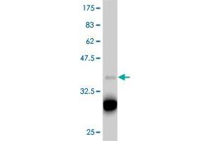 Western Blot detection against Immunogen (37. (T-Box 18 Antikörper  (AA 454-560))