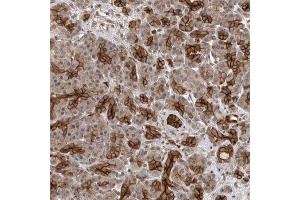 Immunohistochemical staining of human pancreas with PVRL1 polyclonal antibody  shows strong cytoplasmic and membranous positivity in intercalated ducts at 1:50-1:200 dilution. (PVRL1 Antikörper)