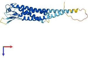 LHFPL4 Protein (AA 1-247) (His tag)