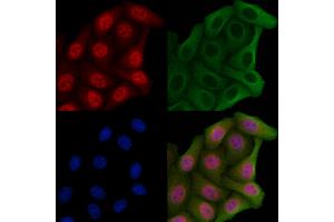 ABIN6265320 and ABIN6269360 staining Hela cells by IF/ICC. (STAT4 Antikörper  (C-Term))
