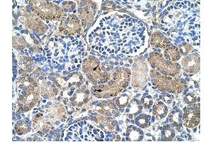 GLS2 antibody was used for immunohistochemistry at a concentration of 4-8 ug/ml to stain EpitheliaI cells of renal tubule (arrows) in Human Kidney. (GLS2 Antikörper)
