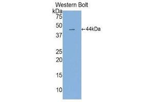 Western Blotting (WB) image for anti-Interleukin 6 (IL6) (AA 30-212) antibody (ABIN3201268) (IL-6 Antikörper  (AA 30-212))