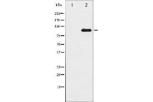 Western blot analysis of SP1 expression in HT29 whole cell lysates,The lane on the left is treated with the antigen-specific peptide. (SP1 Antikörper  (C-Term))