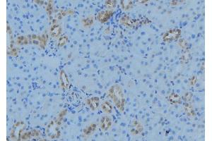 ABIN6279071 at 1/100 staining Mouse kidney tissue by IHC-P. (ACOT9 Antikörper  (Internal Region))