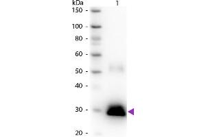Western blot of Peroxidase conjugated Goat Anti-Rabbit IgG F(c) secondary antibody. (Ziege anti-Kaninchen IgG (Fc Region) Antikörper (HRP))