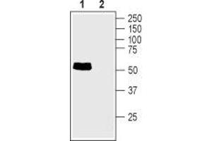 Western blot analysis of rat small intestine lysate: - 1. (TAUT Antikörper  (C-Term, Intracellular))