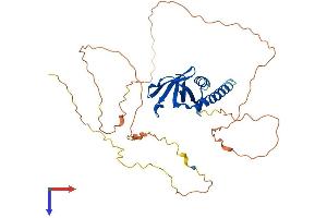 SPATA22 Protein (AA 1-363) (His tag)