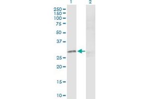Western Blot analysis of CREB1 expression in transfected 293T cell line by CREB1 MaxPab polyclonal antibody. (CREB1 Antikörper  (AA 1-327))