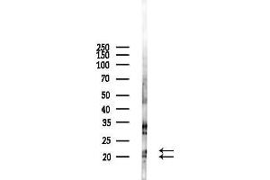 Western blot analysis of lysates from Mouse liver, using KLR Antibody at 1/1000 dilution.