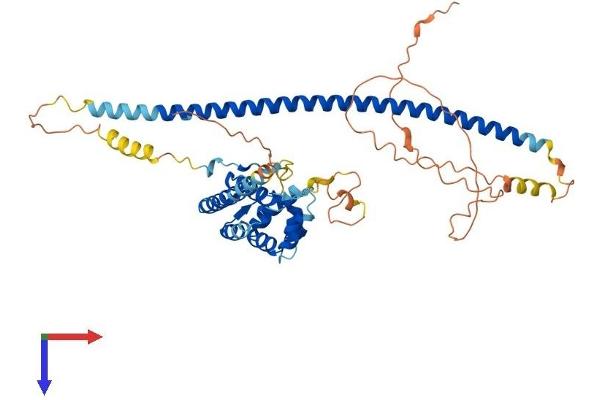 RUNDC3B Protein (AA 1-473) (His tag)