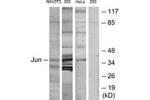 Western blot analysis of extracts from HeLa/293/3T3 cells, using c-Jun (Ab-170) Antibody. (C-JUN Antikörper  (AA 137-186))