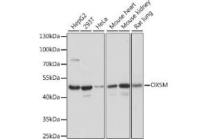 Western blot analysis of extracts of various cell lines, using OXSM antibody (ABIN7265334) at 1:1000 dilution. (OXSM Antikörper  (AA 80-459))