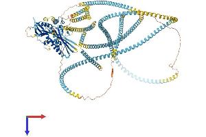 KIF15 Protein (AA 1-1388) (His tag)