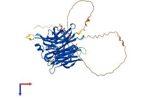 Sialidase 4 Protein (NEU4) (AA 1-484) (His tag)