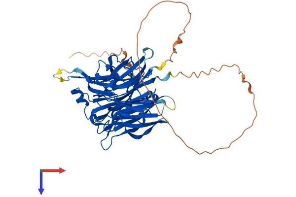 Sialidase 4 Protein (NEU4) (AA 1-484) (His tag)