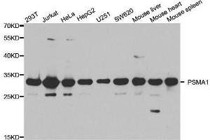 Western blot analysis of extracts of various cell lines, using PSMA1 antibody. (PSMA1 Antikörper  (AA 1-263))