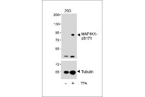 Western blot analysis of lysates from 293 cell line, untreated or treated with T, 200nM, 30 min, using P4K1-p(upper) or Tubulin (lower). (MAP4K1 Antikörper  (pSer171))