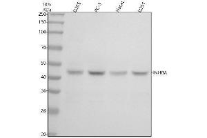 Western blot analysis of Inhibin beta A/INHBA using anti-Inhibin beta A/INHBA antibody (ABIN7605274).