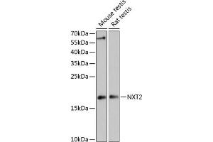 Western blot analysis of extracts of various cell lines, using NXT2 antibody (ABIN6133260, ABIN6144977, ABIN6144978 and ABIN6217951) at 1:3000 dilution. (NXT2 Antikörper  (AA 110-180))