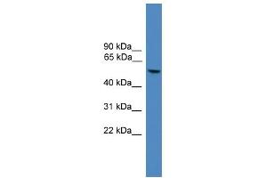 WB Suggested Anti-FOXO4 Antibody Titration:  0. (FOXO4 Antikörper  (C-Term))