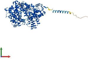 Protein Structure (PS) image for Phosphate Regulating Endopeptidase Homolog, X-Linked (PHEX) (AA 1-749) protein (His tag) (ABIN7556731)