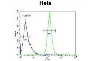 Flow Cytometry (FACS) image for anti-H2A Histone Family, Member Y2 (H2AFY2) antibody (ABIN2995804) (H2AFY2 Antikörper)