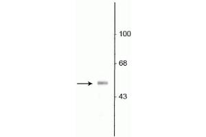 Western blot of rat olfactory bulb lysate showing specific immunolabeling of the ~53 kDa VGAT protein. (SLC32A1 Antikörper  (N-Term))