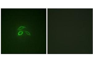 Immunofluorescence analysis of HepG2 cells, using CD227/MUC1 (Phospho-Tyr1229) antibody. (MUC1 Antikörper  (pTyr1229))