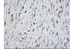 Immunohistochemical staining of paraffin-embedded liver tissue using anti-PDE4A mouse monoclonal antibody. (PDE4A Antikörper)