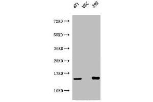 Western Blot analysis of 4T1 VEC 293 cells using Phospho-Histone H2A. (H2AFX Antikörper  (pSer139))