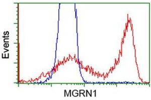 HEK293T cells transfected with either RC208284 overexpress plasmid (Red) or empty vector control plasmid (Blue) were immunostained by anti-MGRN1 antibody (ABIN2454423), and then analyzed by flow cytometry. (Mahogunin RING Finger Protein 1 Antikörper)