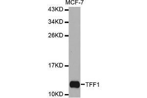 Western blot analysis of extracts of MCF-7 cell line, using TFF1 antibody. (TFF1 Antikörper  (pSer2))