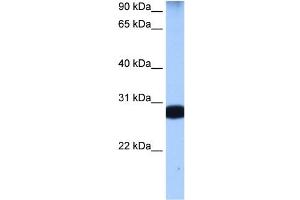STAU1 antibody used at 0. (STAU1/Staufen Antikörper)
