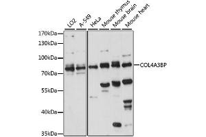 Western blot analysis of extracts of various cell lines, using COL4BP antibody (ABIN7266461) at 1:1000 dilution.