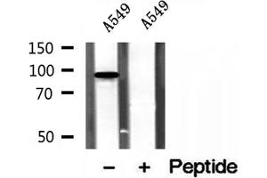 Western blot analysis of extracts of A549 cells, using PBXIP1 antibody. (PBXIP1 Antikörper  (C-Term))