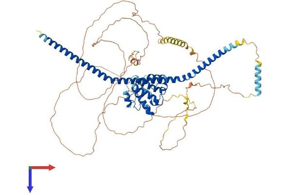 TRAF3IP1 Protein (AA 1-691) (His tag)